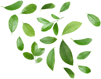 Leaves decoration