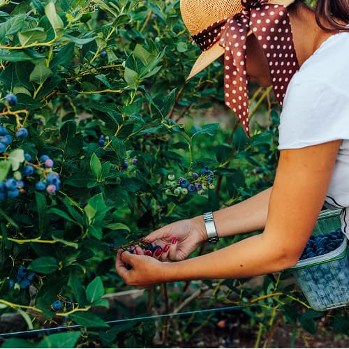 Blueberry cultivation