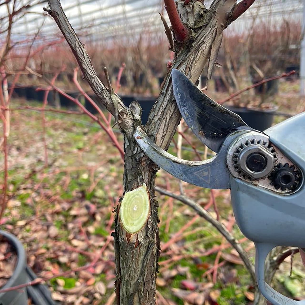 Profesionalna rezidba i nega biljaka